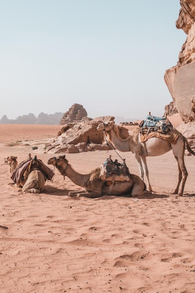 Ships of the desert